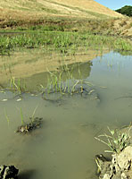 California Red-legged Frog