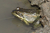 California Red-legged Frog