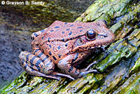 California Red-legged Frog