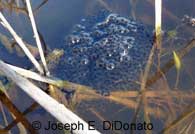 California Red-legged Frog Eggs