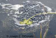 California Red-legged Frog Eggs