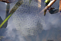 California Red-legged Frog Eggs