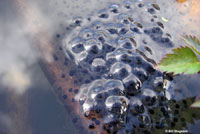 California Red-legged Frog Eggs