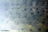 California Red-legged Frog Eggs