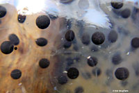 California Red-legged Frog Eggs