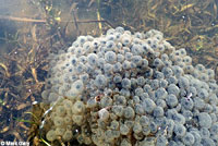 California Red-legged Frog Eggs