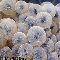 California Red-legged Frog Eggs