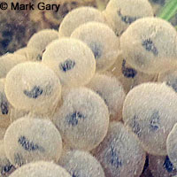 California Red-legged Frog Eggs