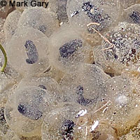 California Red-legged Frog Eggs