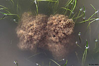 California Red-legged Frog Eggs