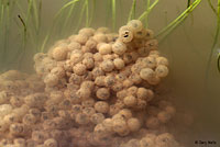 California Red-legged Frog Eggs