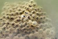 California Red-legged Frog Eggs