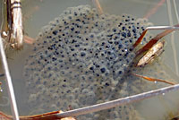 California Red-legged Frog Eggs