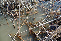 California Red-legged Frog Eggs