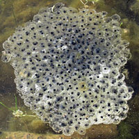 California Red-legged Frog Eggs