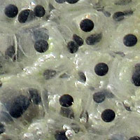 California Red-legged Frog Eggs