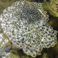 California Red-legged Frog Eggs