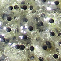 California Red-legged Frog Eggs