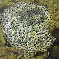 California Red-legged Frog Eggs