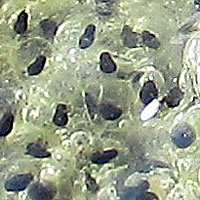 California Red-legged Frog Eggs