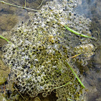 California Red-legged Frog Eggs