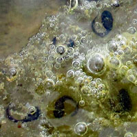 California Red-legged Frog Eggs