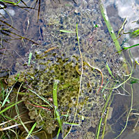 California Red-legged Frog Eggs