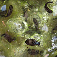 California Red-legged Frog Eggs