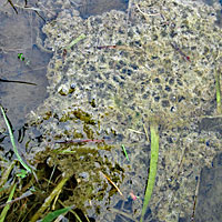 California Red-legged Frog Eggs