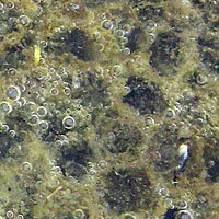 California Red-legged Frog Eggs