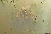 California Red-legged Frog Eggs