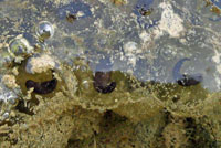 California Red-legged Frog Eggs