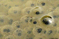 California Red-legged Frog Eggs