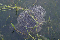 California Red-legged Frog Eggs