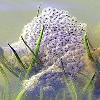 California Red-legged Frog Eggs