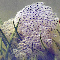 California Red-legged Frog Eggs