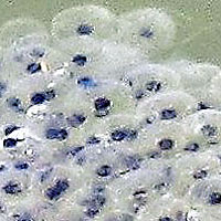 California Red-legged Frog Eggs