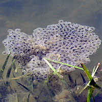 California Red-legged Frog Eggs