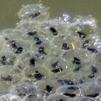 California Red-legged Frog Eggs