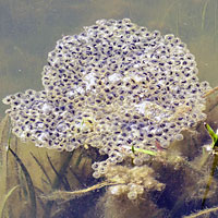 California Red-legged Frog Eggs