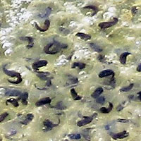 California Red-legged Frog Eggs