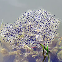 California Red-legged Frog Eggs