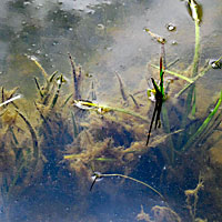 California Red-legged Frog Eggs