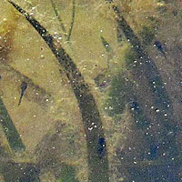 California Red-legged Frog Eggs