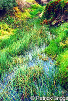 California Red-legged Frog Habitat