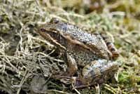 California Red-legged Frog