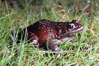 California Red-legged Frog