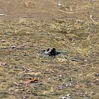 California Red-legged Frog