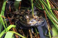 California Red-legged Frog