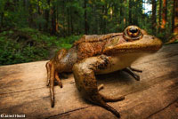 California Red-legged Frog